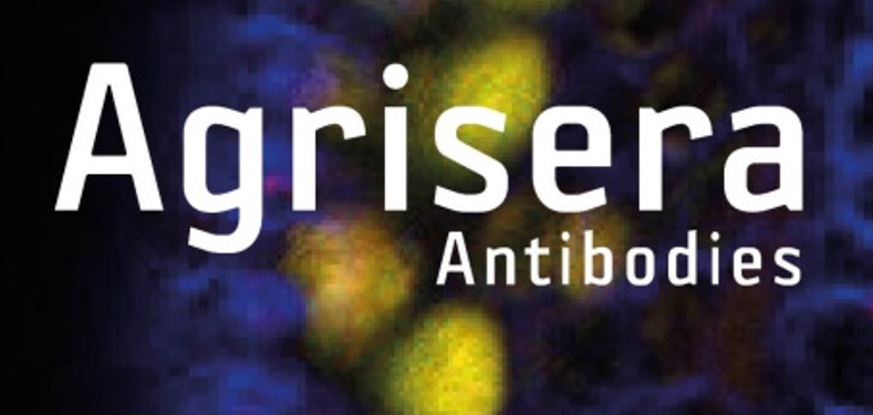 Agrisera植物細(xì)胞壁相關(guān)抗體，開學(xué)季促銷啦！